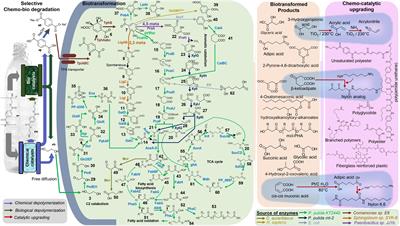 Engineering Microbes to Bio-Upcycle Polyethylene Terephthalate